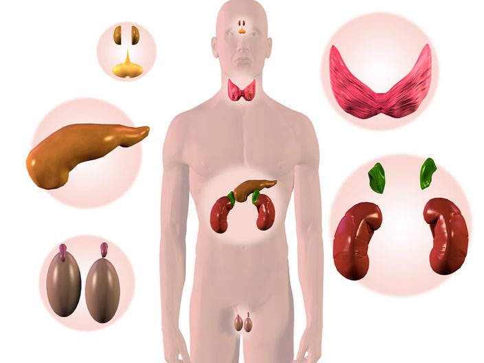 Male Endocrine System