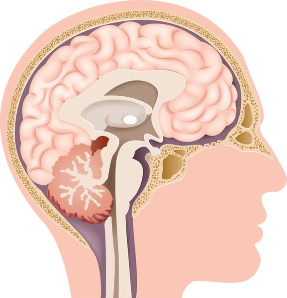 Cartoon illustration of Human Internal Brain Anatomy