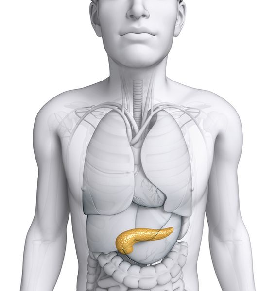Male pancreas anatomy