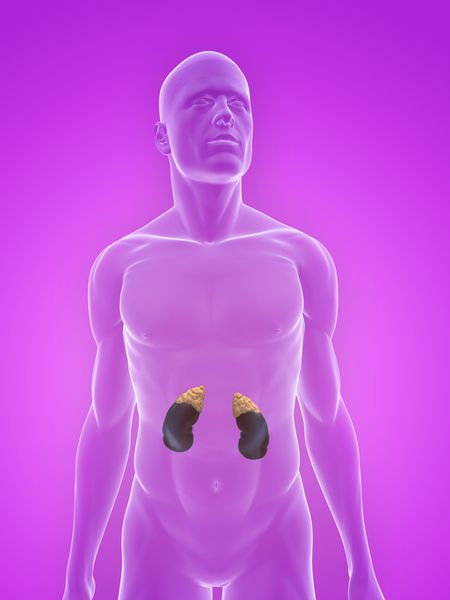 male kidney