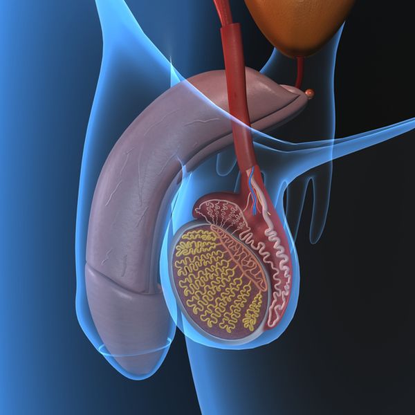 Male reproductive system