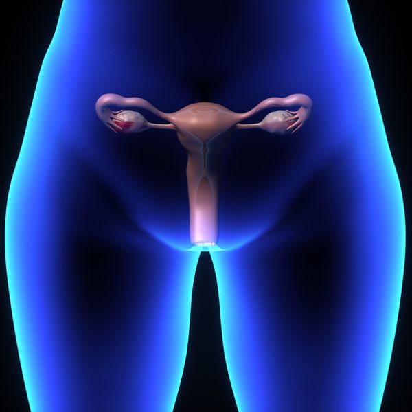 Female reproductive system